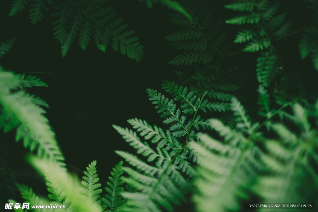 植物背景