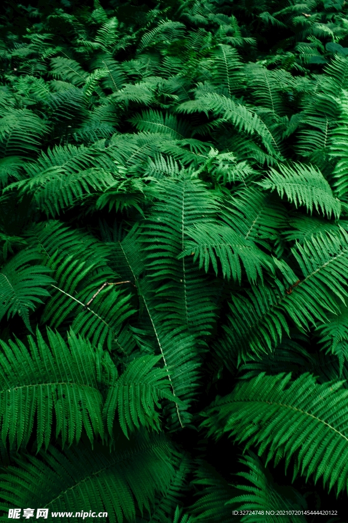 植物背景
