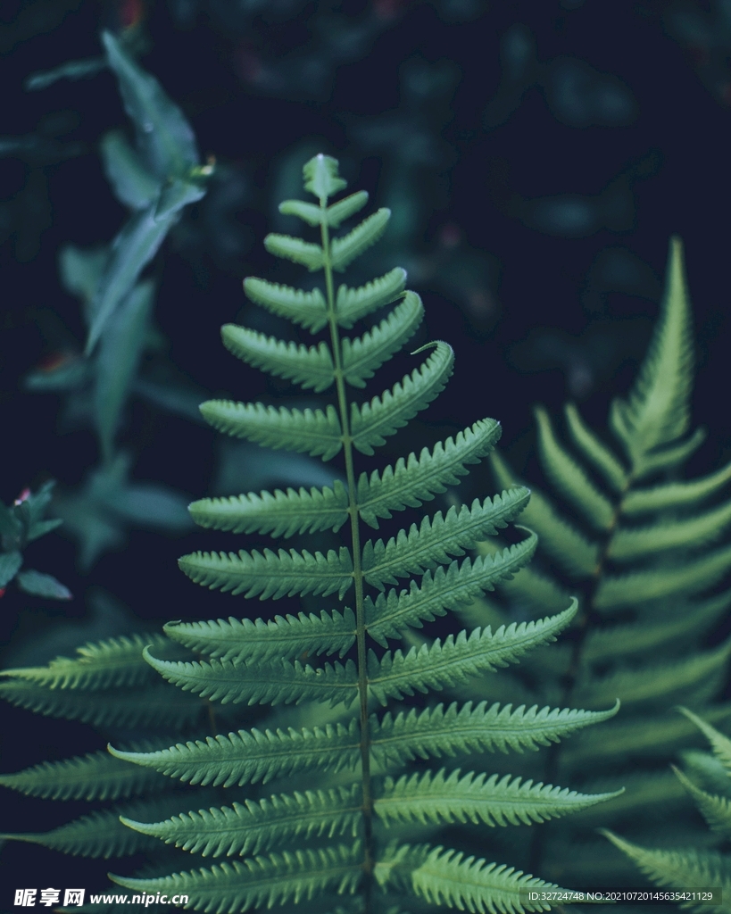 植物背景