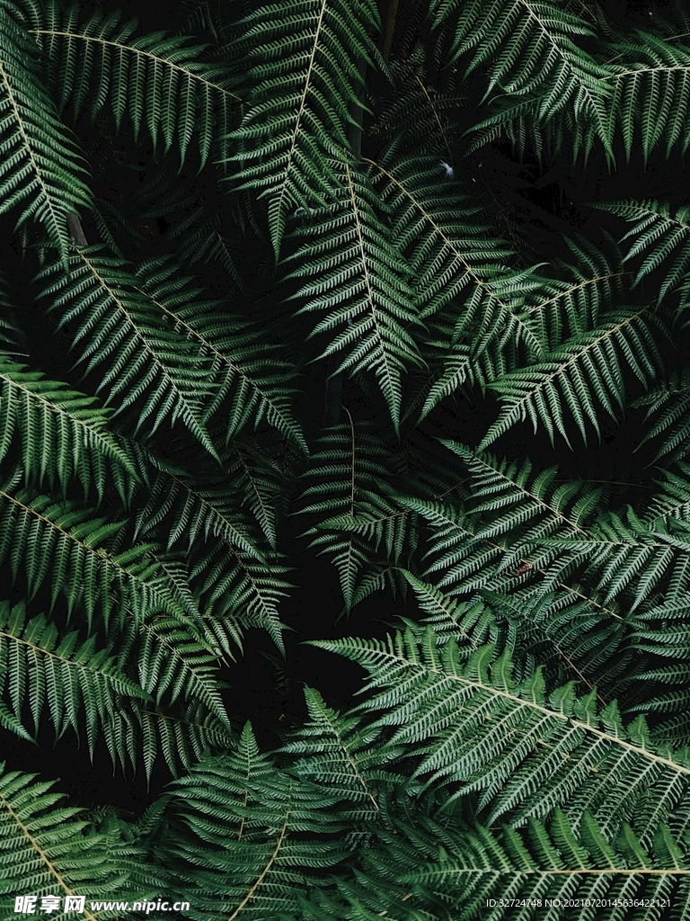 植物背景