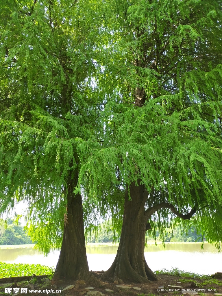 愛情樹