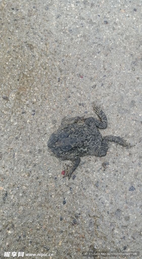 路面上的死青蛙