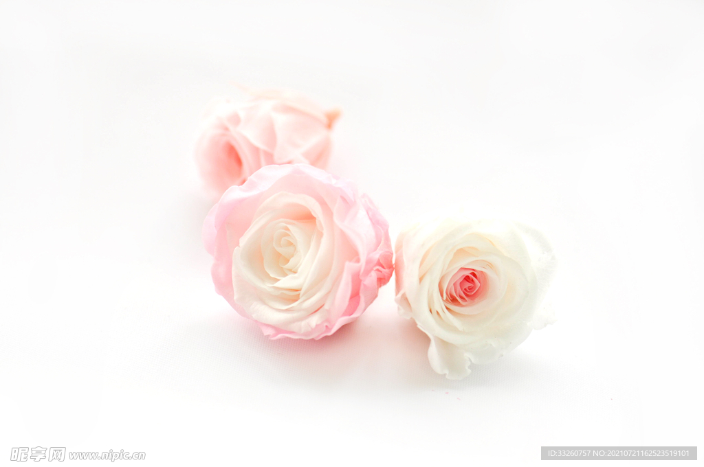 花 玫瑰