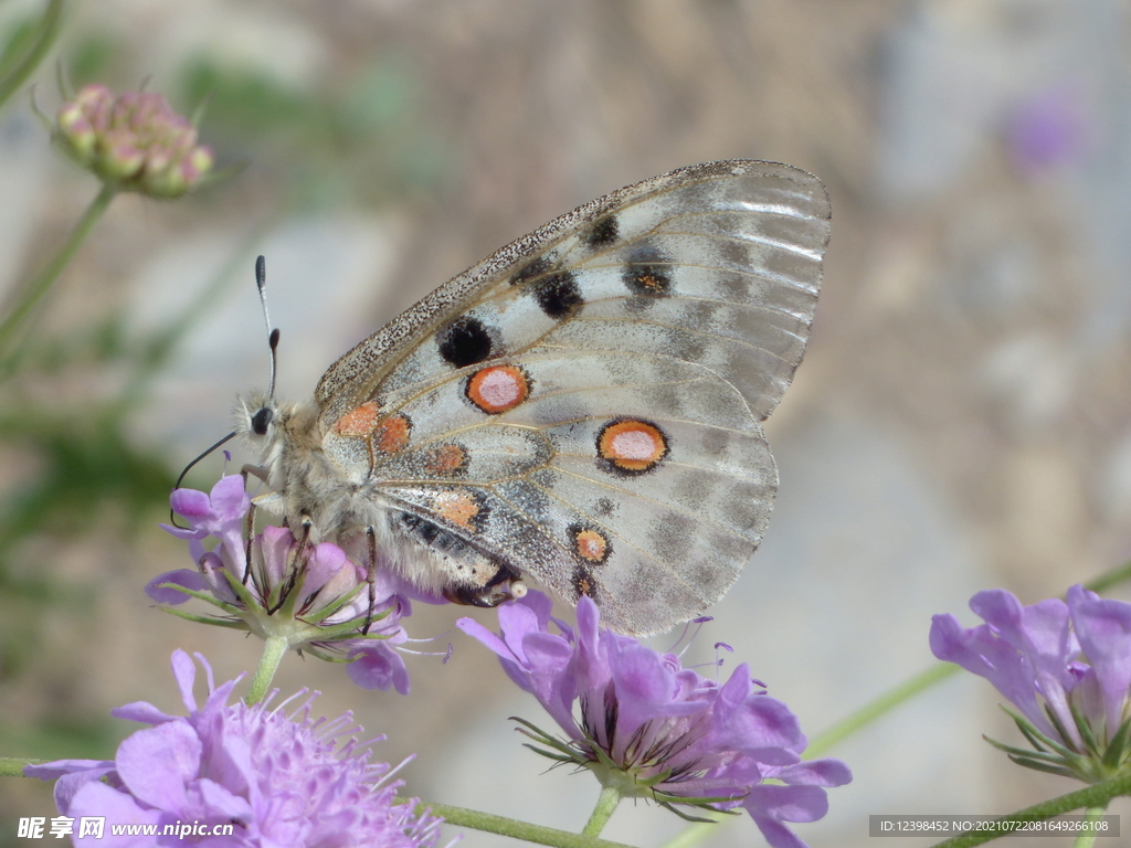 美丽的阿波罗绢蝴蝶