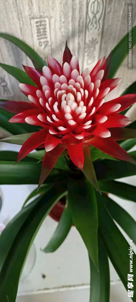 鮮花圖片