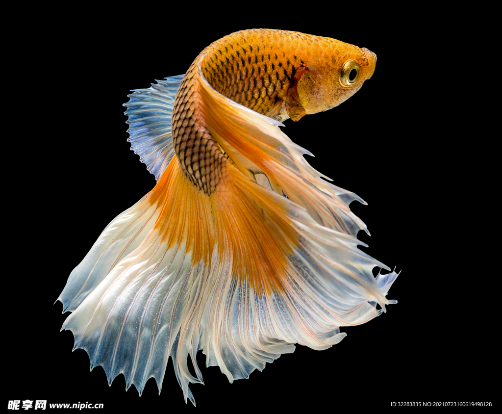 金魚
