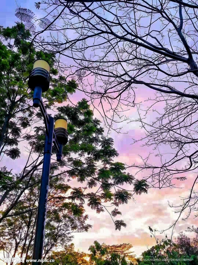 樹影圖