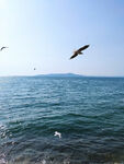青岛海鸥翱翔大海摄影