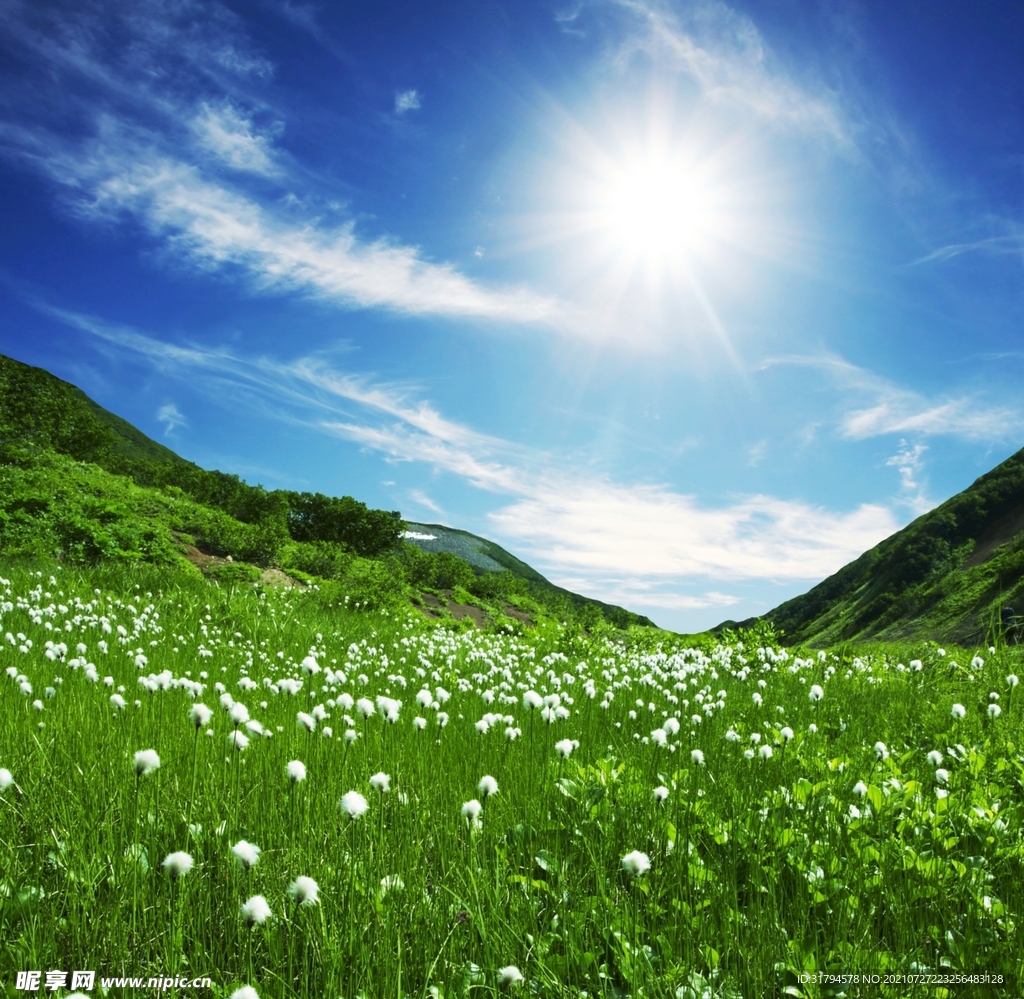草地草場