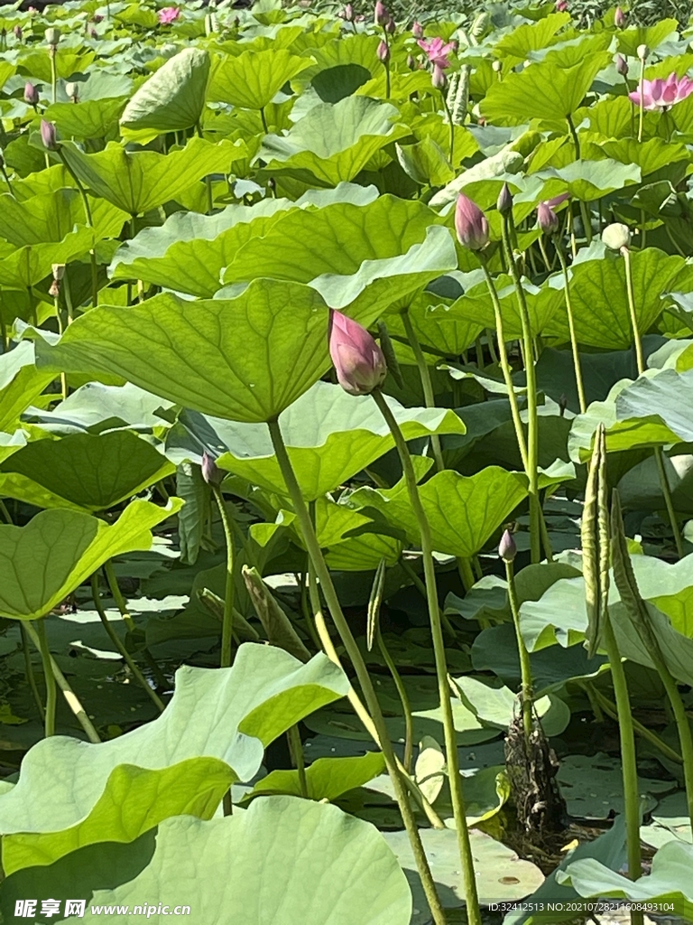 夏季荷塘 