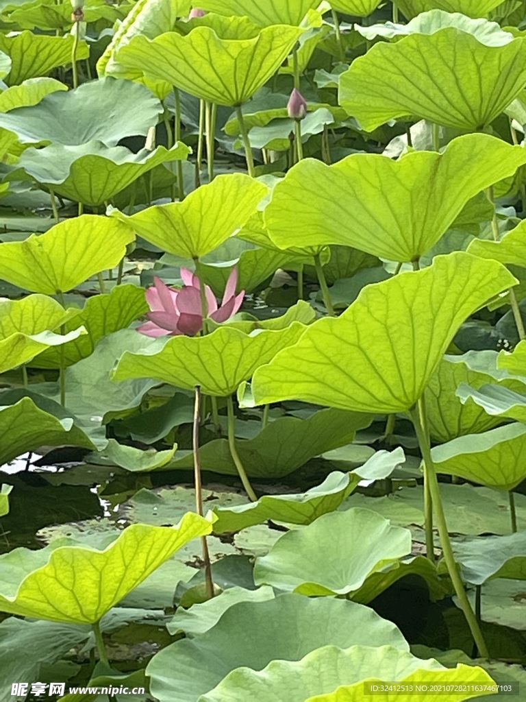蓮葉