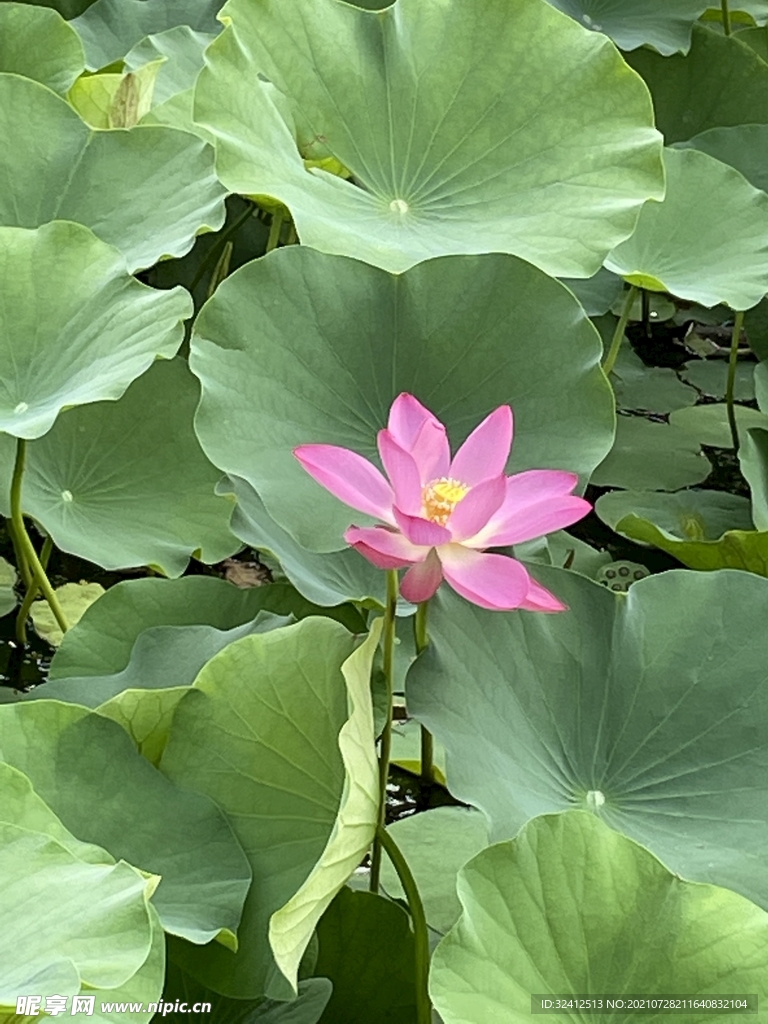 夏荷花