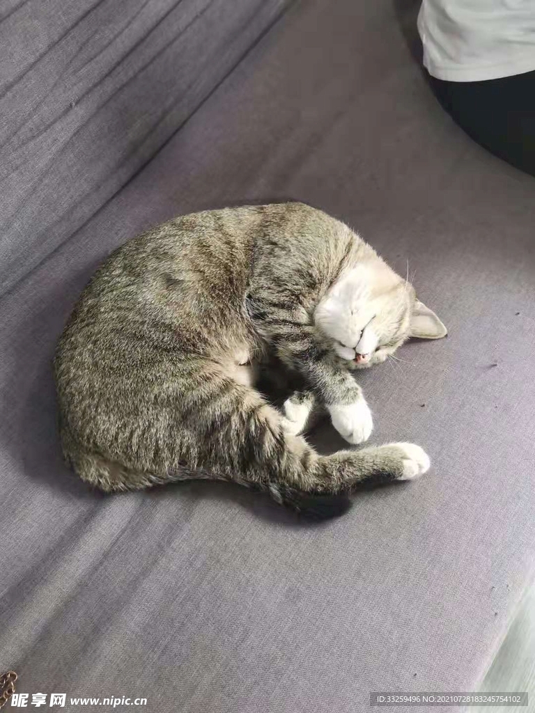貓咪