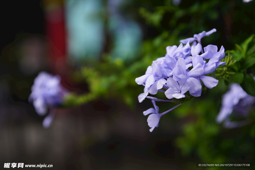 花
