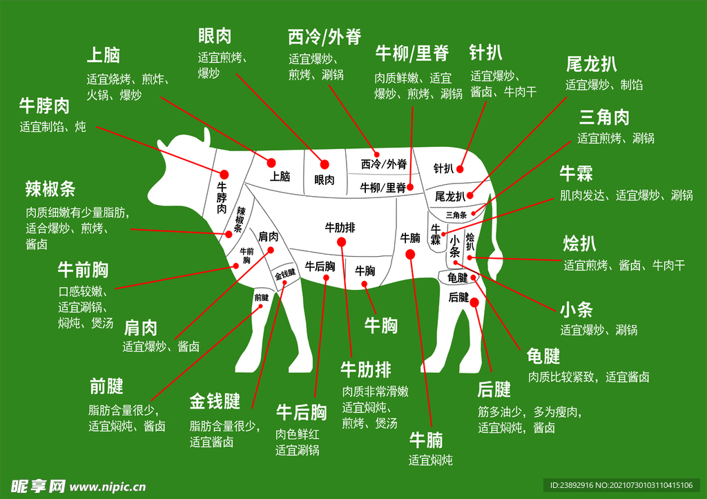 牛分解圖
