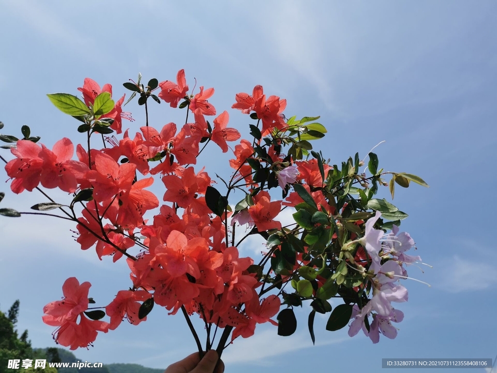 正是花開時