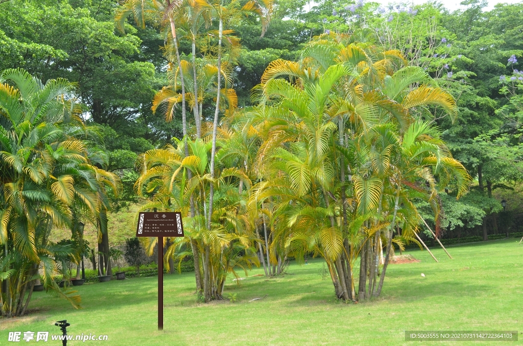 散尾葵植物园林景观园林绿化设计