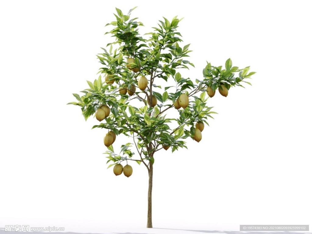 C4D模型 植物樹木檸檬樹