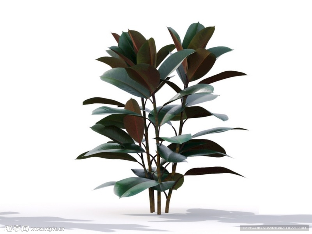 C4D模型榕樹植物樹木綠化