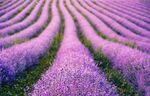 紫色薰衣草群