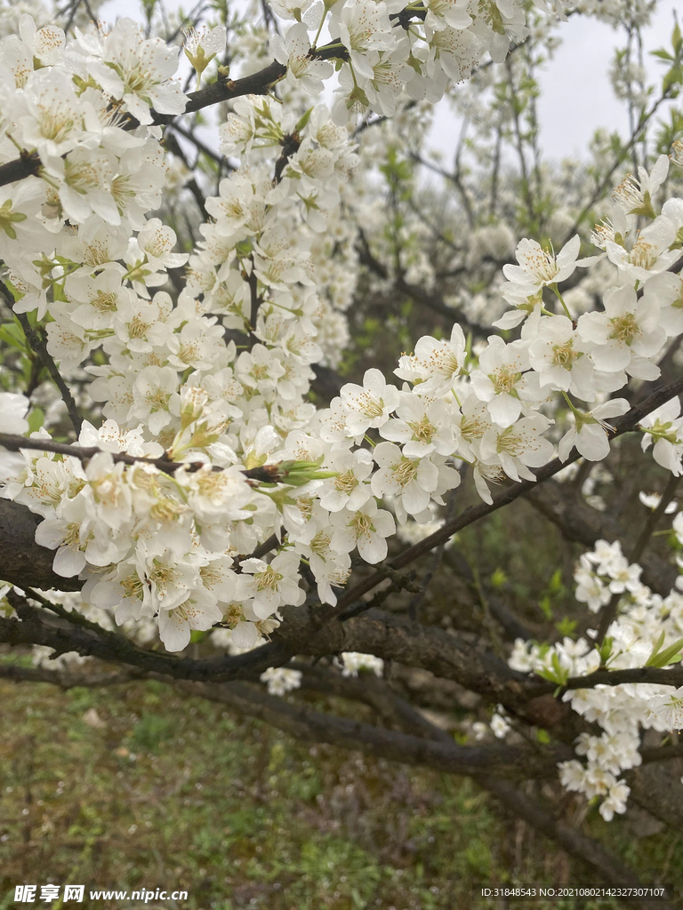 筠連春風村 李花