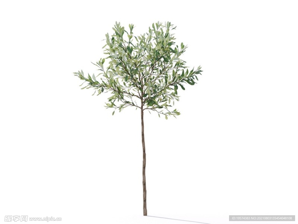 C4D模型榕樹植物樹木綠化