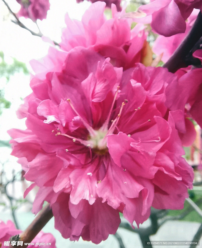 桃花