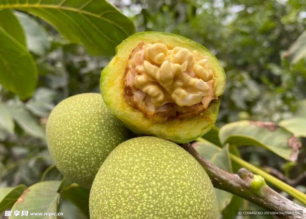 樹(shù)上的核桃