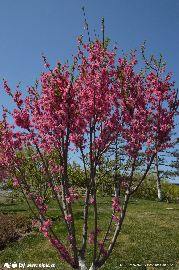 菊花桃 