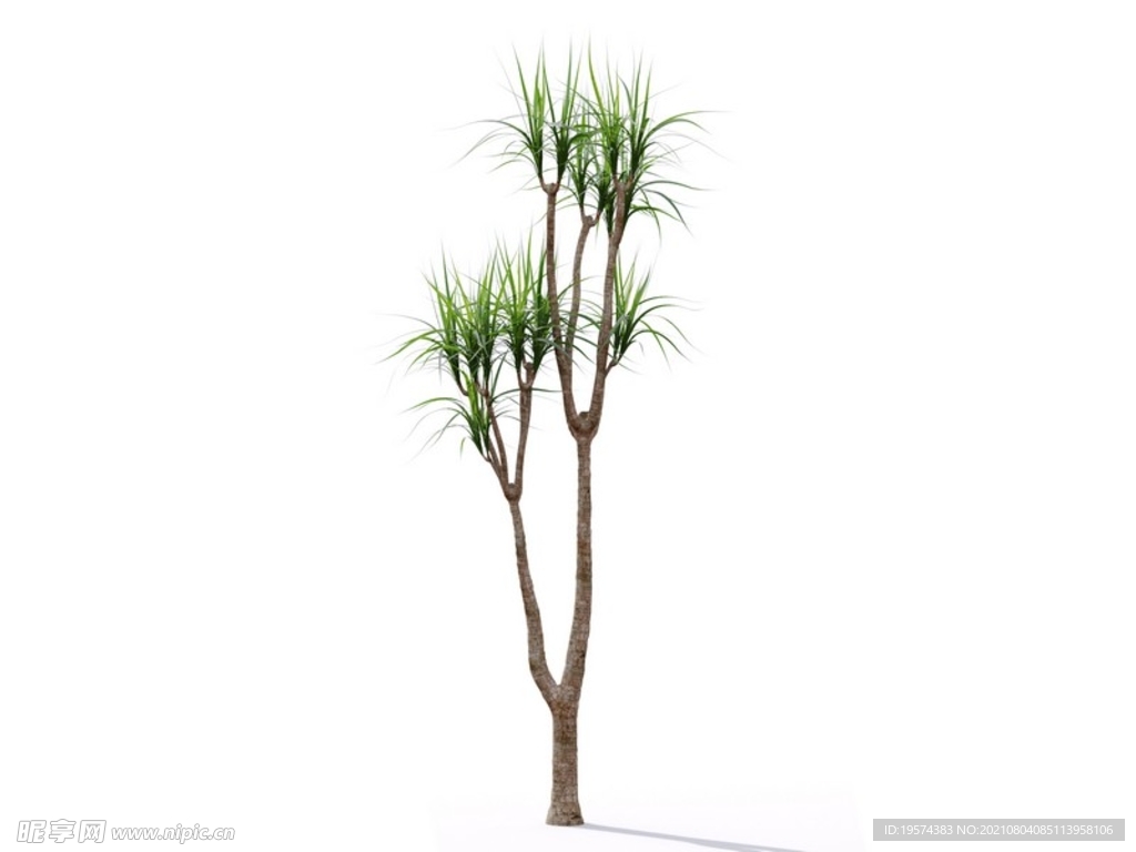 C4D模型絲蘭象牙熱帶樹