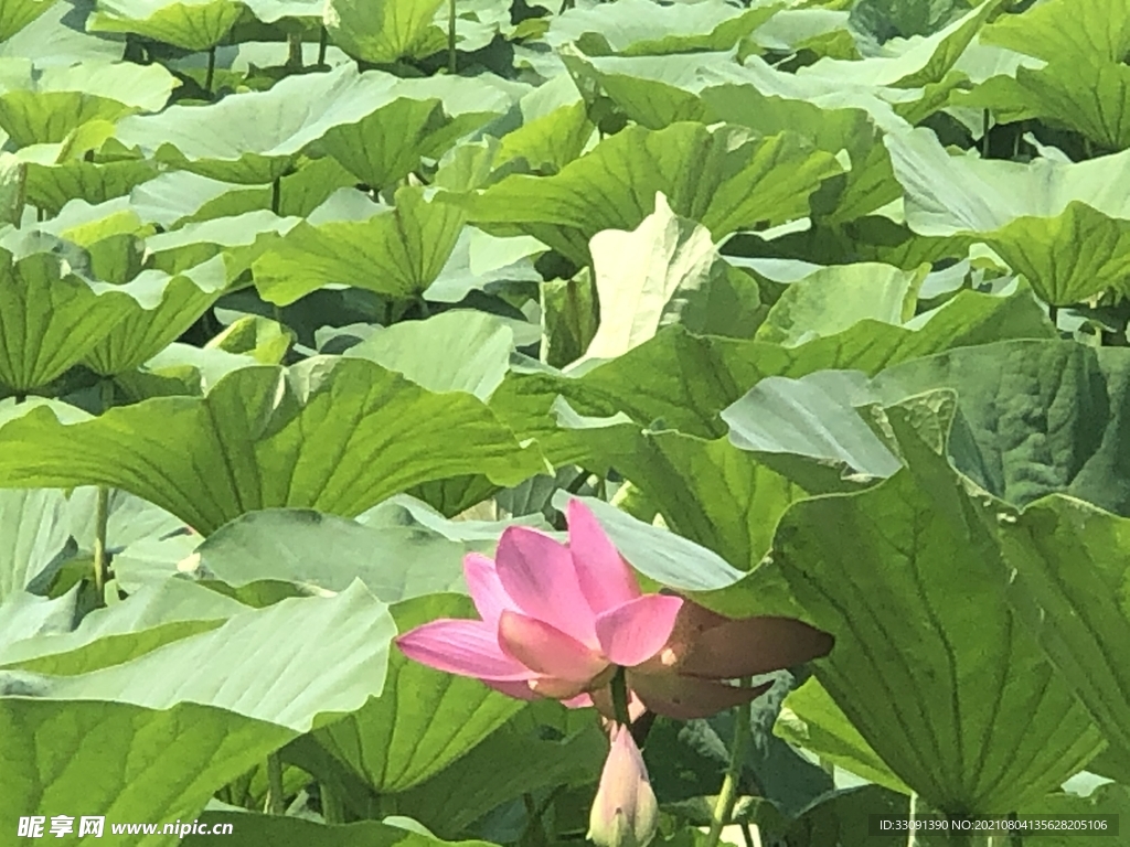 荷花池