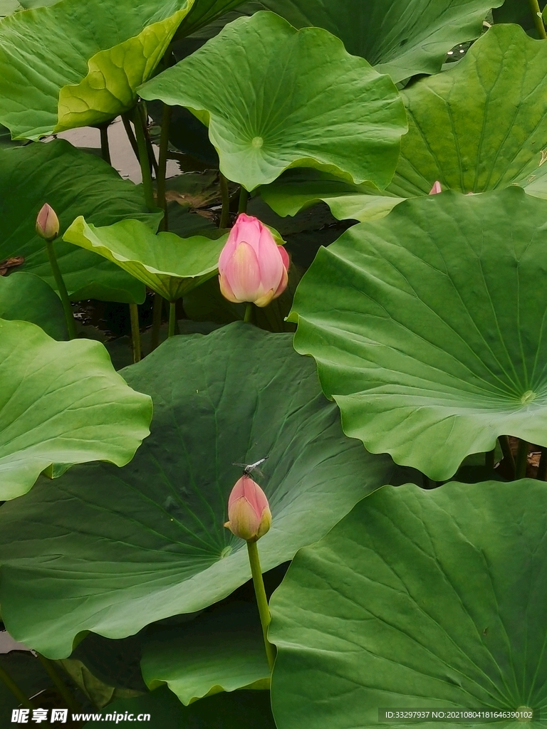 荷花