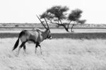 南非剑羚羊