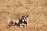 南非剑羚羊