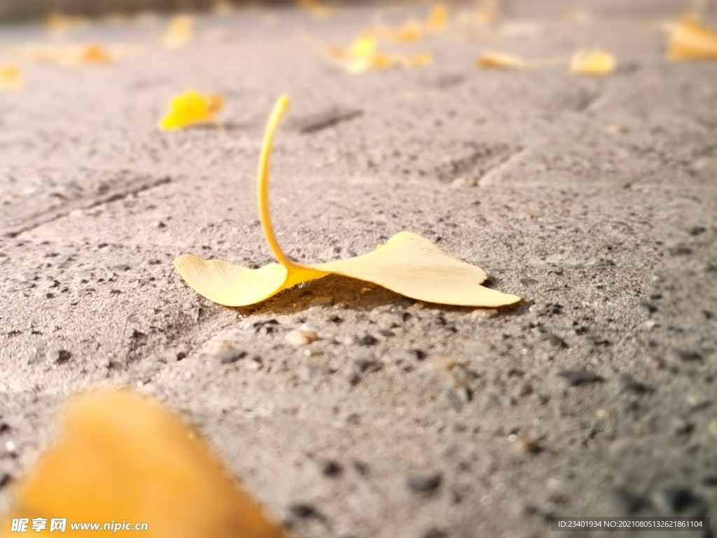秋天地上的金黄银杏叶落叶