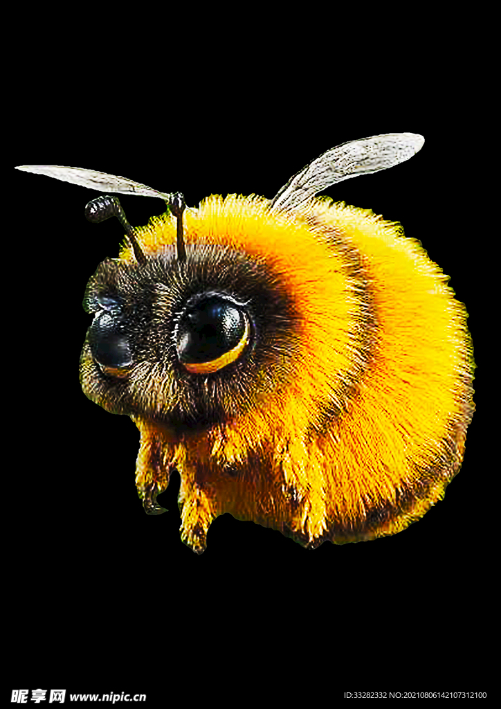 可爱蜜蜂免抠图