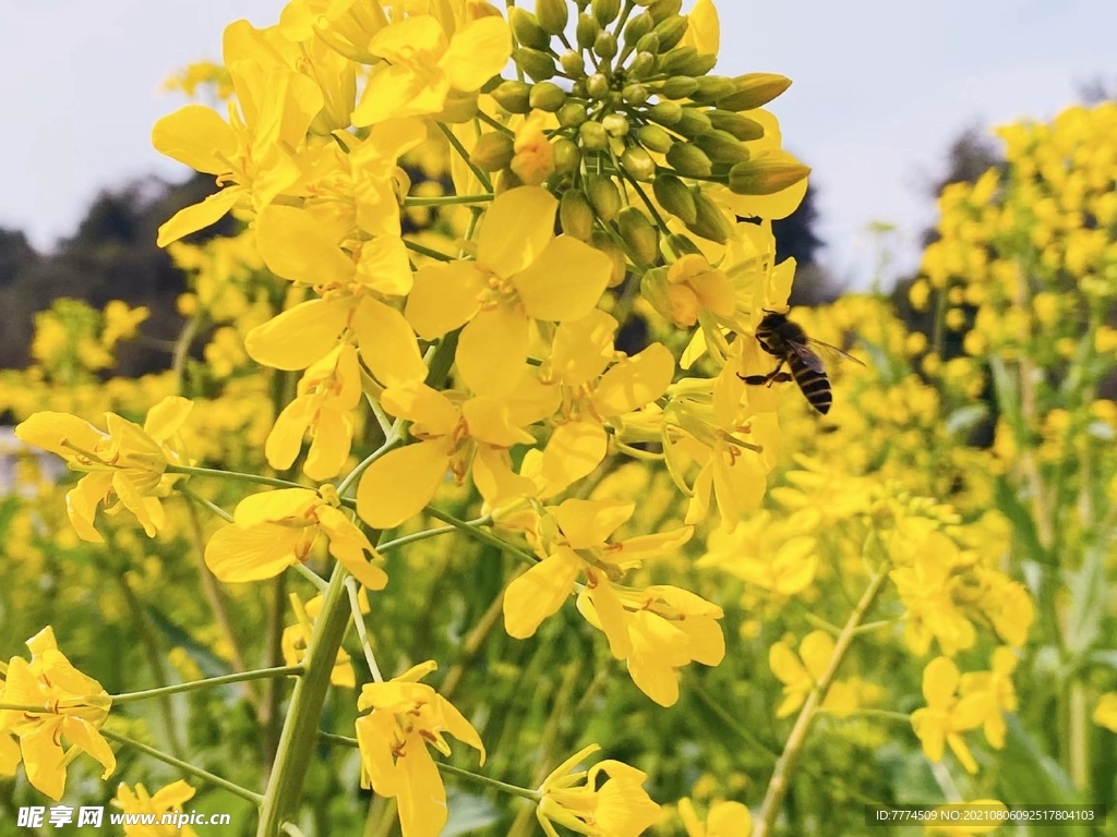 油菜花
