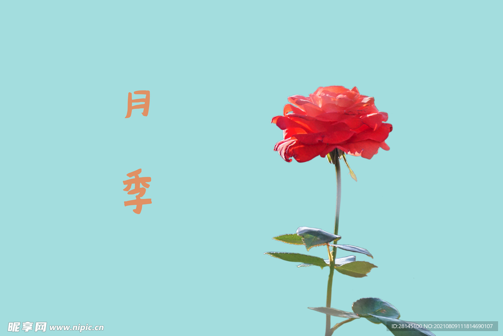 月季免扣素材