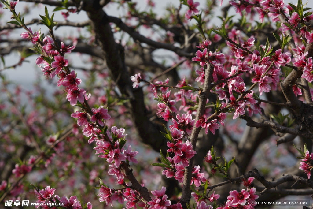 桃花林