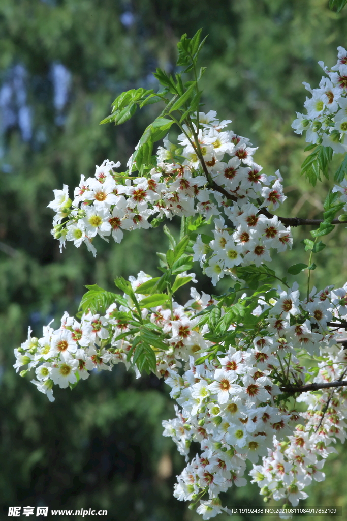 文冠果花