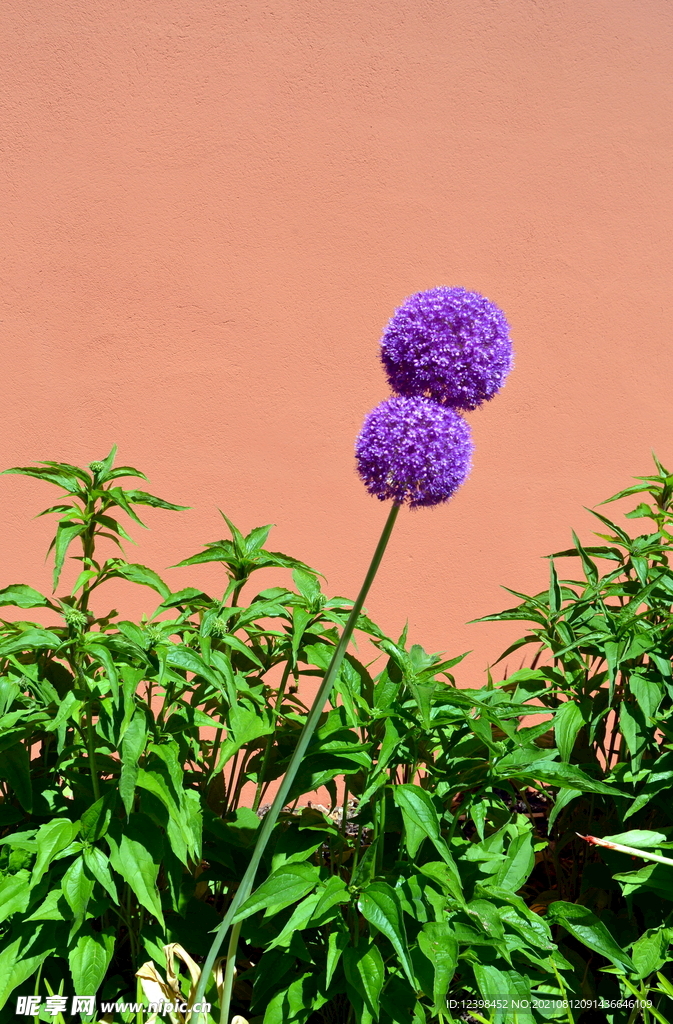 蔥球花