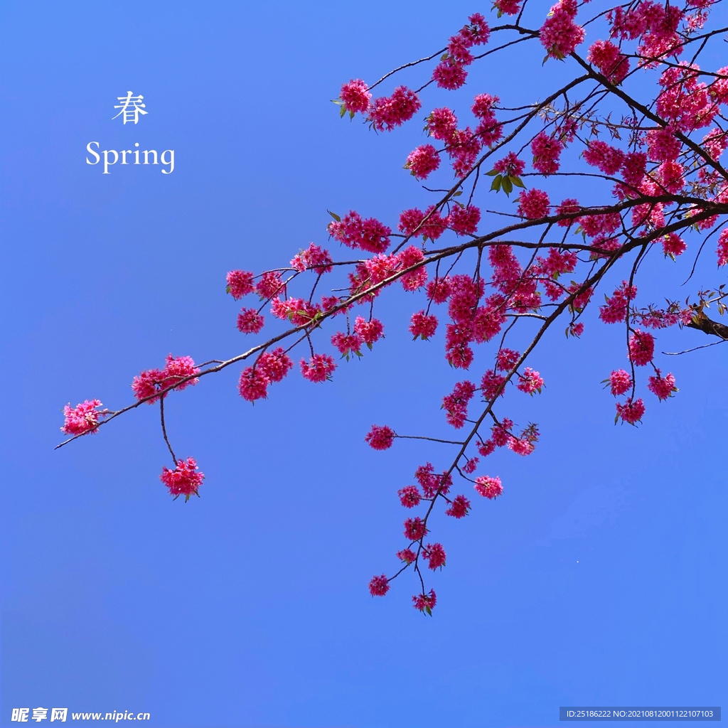 櫻花