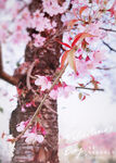 櫻花