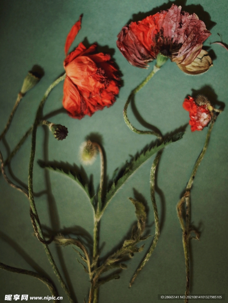 復(fù)古干花