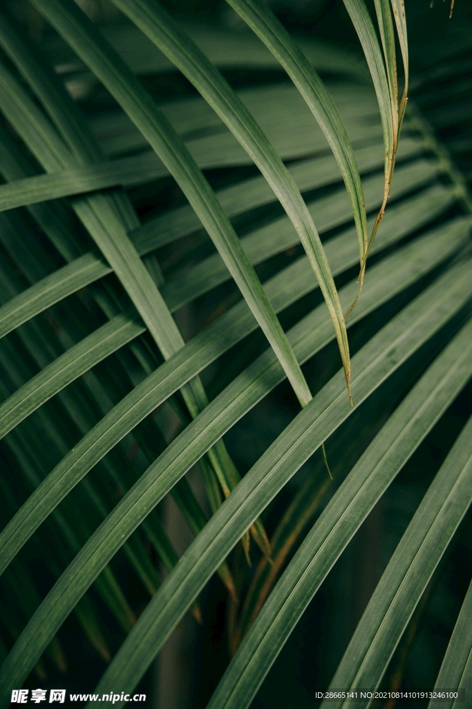 綠葉背景