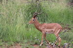 南非羚鹿