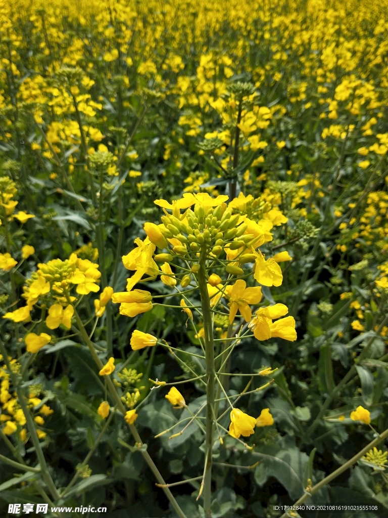 油菜花