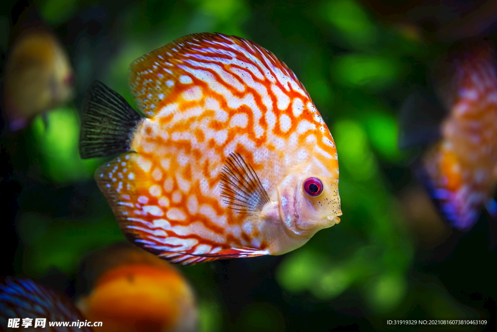 魚