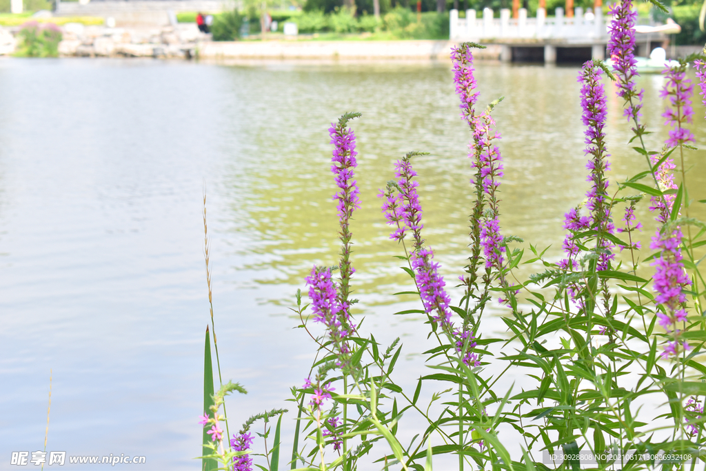 湖边的紫花