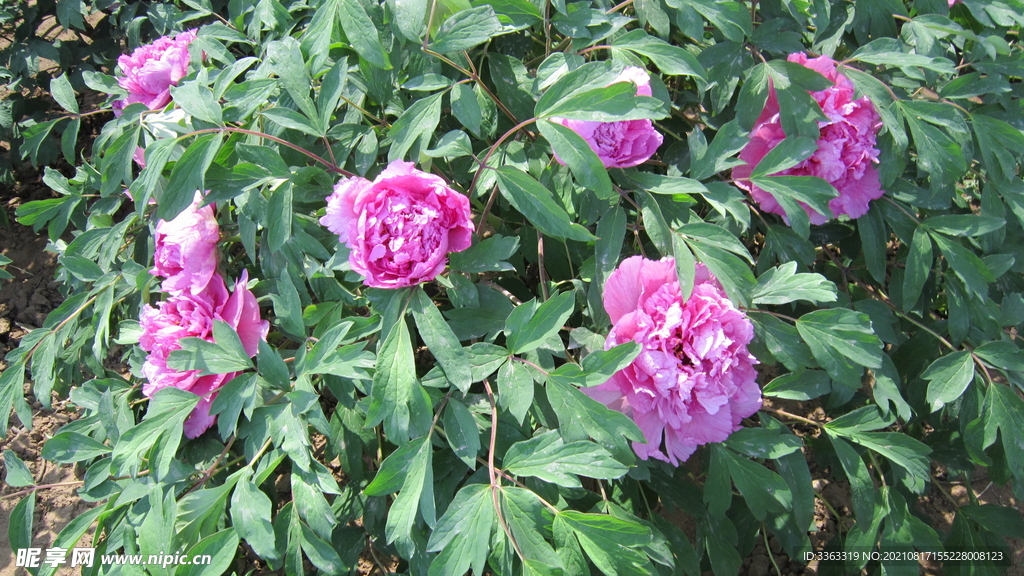 花